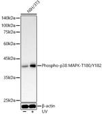 Phospho-p38 MAPK alpha (Thr180, Tyr182) Antibody in Western Blot (WB)