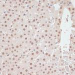 Phospho-AMPK alpha-1,2 (Thr183, Thr172) Antibody in Immunohistochemistry (Paraffin) (IHC (P))