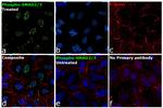 Phospho-SMAD2/SMAD3 (Ser465, Ser467, Ser423, Ser425) Antibody in Immunocytochemistry (ICC/IF)