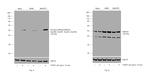 Phospho-SMAD2/SMAD3 (Ser465, Ser467, Ser423, Ser425) Antibody in Western Blot (WB)