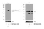 Phospho-SMAD2/SMAD3 (Ser465, Ser467, Ser423, Ser425) Antibody in Western Blot (WB)