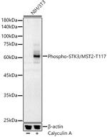 Phospho-MST2 (Thr117) Antibody in Western Blot (WB)