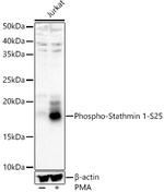 Phospho-Stathmin 1 (Ser25) Antibody in Western Blot (WB)