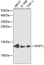 PHPT1 Antibody in Western Blot (WB)