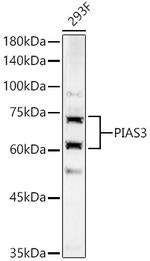 PIAS3 Antibody in Western Blot (WB)