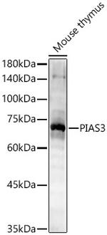 PIAS3 Antibody in Western Blot (WB)