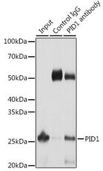 PID1 Antibody in Immunoprecipitation (IP)