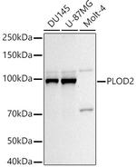 PLOD2 Antibody in Western Blot (WB)