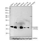 PLSCR1 Antibody in Western Blot (WB)