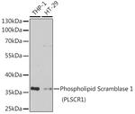 PLSCR1 Antibody in Western Blot (WB)