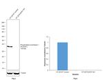 PLSCR1 Antibody in Western Blot (WB)