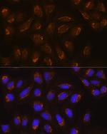 POFUT2 Antibody in Immunocytochemistry (ICC/IF)