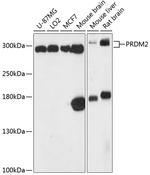 PRDM2 Antibody in Western Blot (WB)