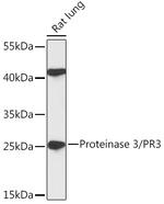 PR3 Antibody in Western Blot (WB)