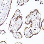 PSAP Antibody in Immunohistochemistry (Paraffin) (IHC (P))