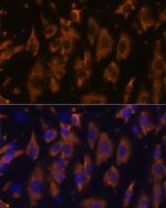 PTRF Antibody in Immunocytochemistry (ICC/IF)