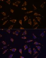 PTRF Antibody in Immunocytochemistry (ICC/IF)