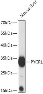 PYCRL Antibody in Western Blot (WB)