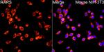 RARS Antibody in Immunocytochemistry (ICC/IF)