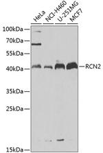 RCN2 Antibody in Western Blot (WB)