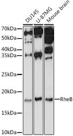 RHEB Antibody in Western Blot (WB)