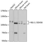 RIG-I Antibody in Western Blot (WB)