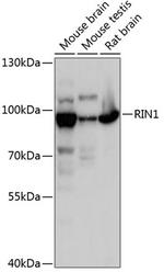 RIN1 Antibody in Western Blot (WB)