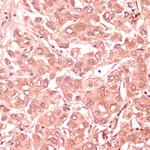 RNF5 Antibody in Immunohistochemistry (Paraffin) (IHC (P))