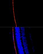 RPE65 Antibody in Immunocytochemistry (ICC/IF)