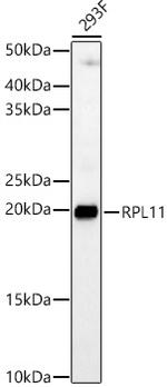 RPL11 Antibody in Western Blot (WB)