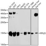 RPL23 Antibody in Western Blot (WB)