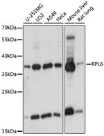 RPL6 Antibody in Western Blot (WB)