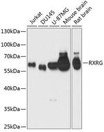 RXRG Antibody in Western Blot (WB)