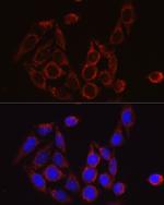 SBP2 Antibody in Immunocytochemistry (ICC/IF)