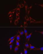 SBP2 Antibody in Immunocytochemistry (ICC/IF)