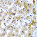 SBP2 Antibody in Immunohistochemistry (Paraffin) (IHC (P))