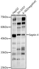 ARTS Antibody in Western Blot (WB)