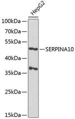 SERPINA10 Antibody in Western Blot (WB)