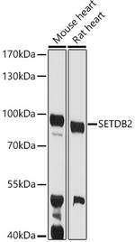 SETDB2 Antibody in Western Blot (WB)