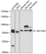 SLC13A4 Antibody in Western Blot (WB)