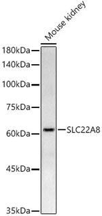 SLC22A8 Antibody in Western Blot (WB)