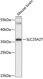 UCP4 Antibody in Western Blot (WB)