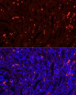 SLC4A1 Antibody in Immunohistochemistry (Paraffin) (IHC (P))