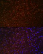 Dopamine Transporter Antibody in Immunohistochemistry (Paraffin) (IHC (P))