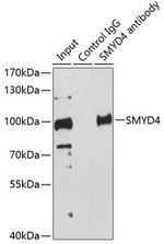 SMYD4 Antibody in Immunoprecipitation (IP)