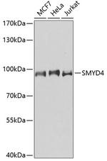 SMYD4 Antibody in Western Blot (WB)