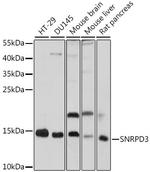 SNRPD3 Antibody in Western Blot (WB)