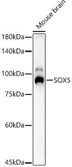 SOX5 Antibody in Western Blot (WB)