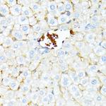 Spectrin alpha-1 Antibody in Immunohistochemistry (Paraffin) (IHC (P))