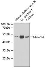 ST3GAL3 Antibody in Western Blot (WB)